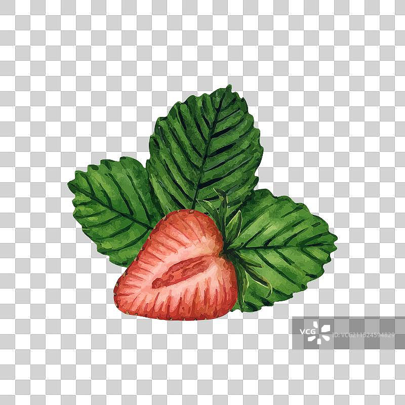 新鲜多汁的半个草莓与绿叶图片素材