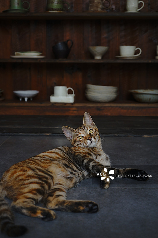 猫躺在地板上的画像图片素材