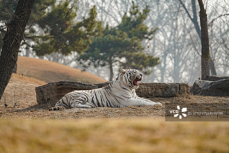 惬意的白虎图片素材