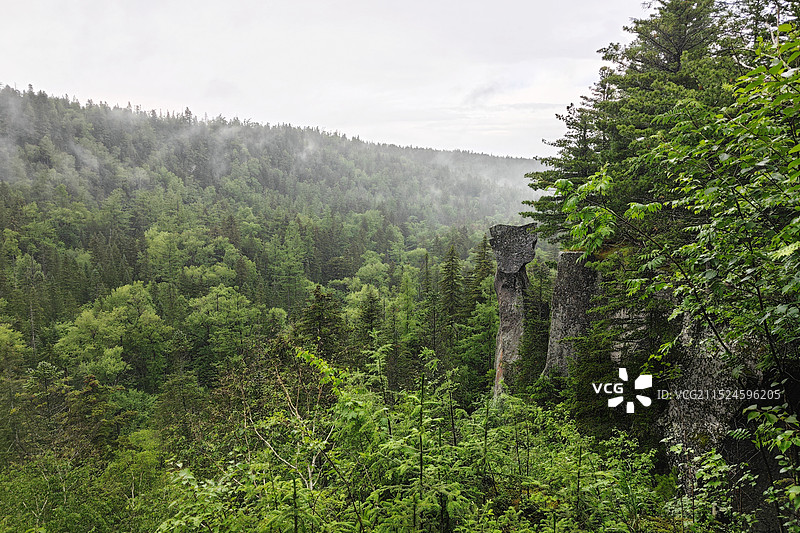 长白山地下森林图片素材