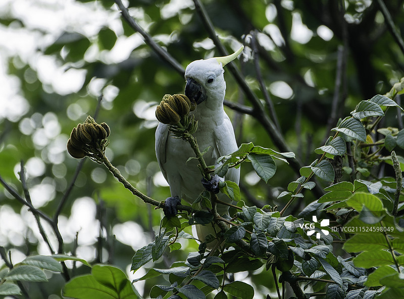 极度濒危野生动物小葵花鹦鹉图片素材