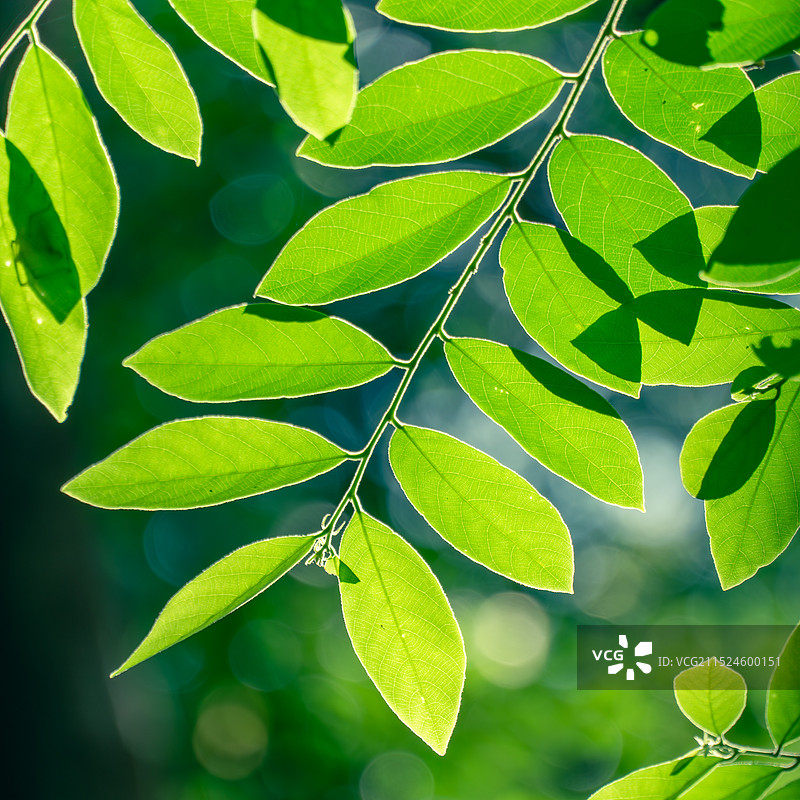叶子图片素材
