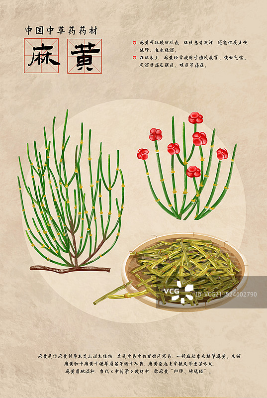 中国传统文化中草药药材之麻黄图片素材