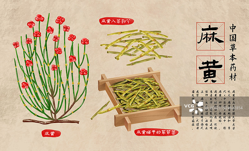 中国传统文化中草药药材之麻黄图片素材