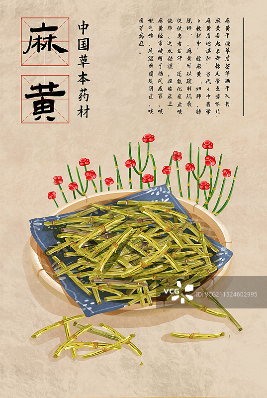 中国传统文化中草药药材之麻黄图片素材