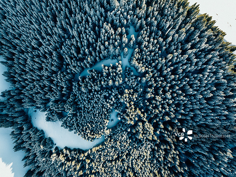 果子沟大桥 冬季 航拍 雪景 云杉 植被 松树图片素材