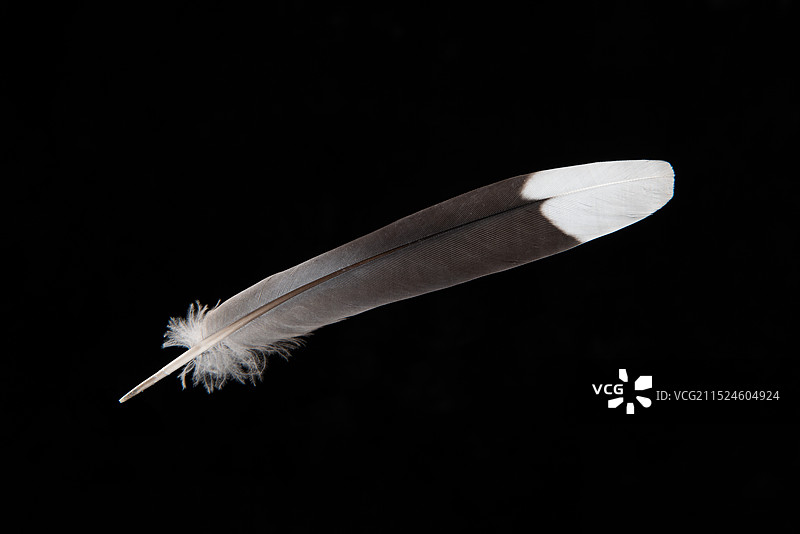 黑底上的一支黑色羽毛图片素材
