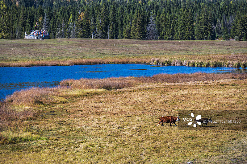 人间仙境新疆北疆喀纳斯湖景区鸭泽湖畔食草的牛群图片素材