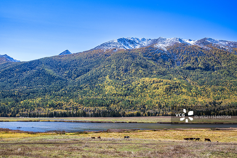 人间仙境新疆北疆喀纳斯湖景区鸭泽湖畔食草的牛群图片素材
