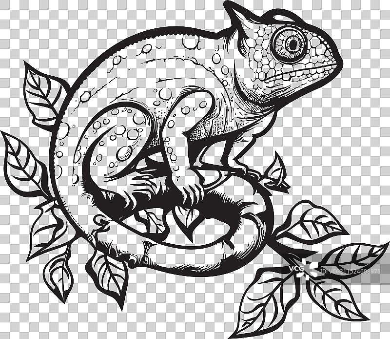 树枝上的隐秘潜行者黑色变色龙标志图片素材