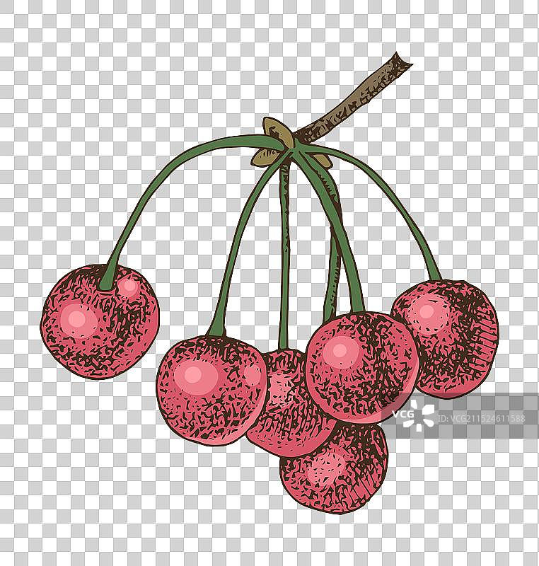 手绘樱桃树枝图片素材