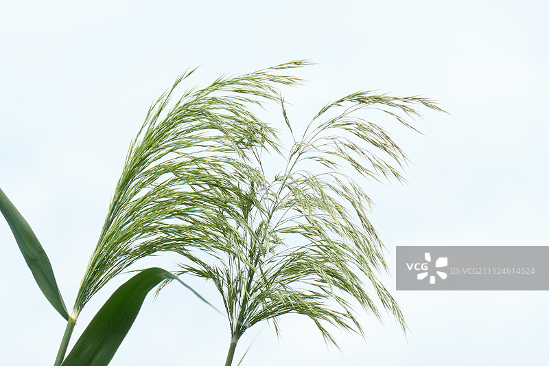 芦苇特写镜头图片素材