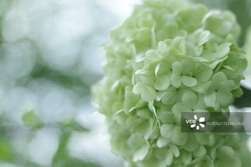 绿色绣球花特写图片素材
