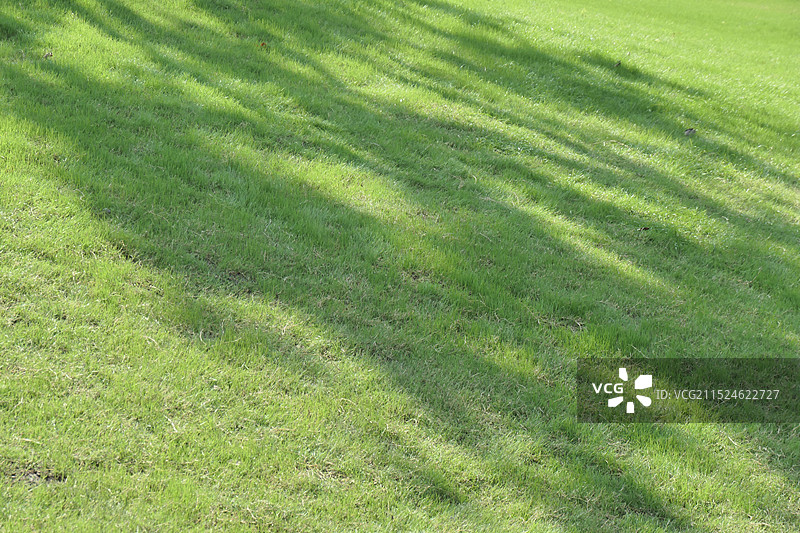 阳光洒在草地上图片素材