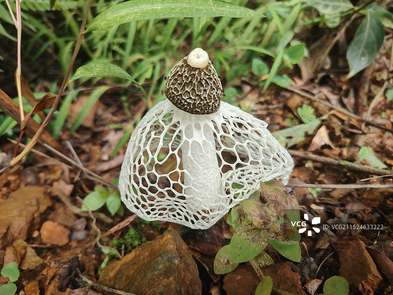野生的竹荪野外生长的竹荪图片素材