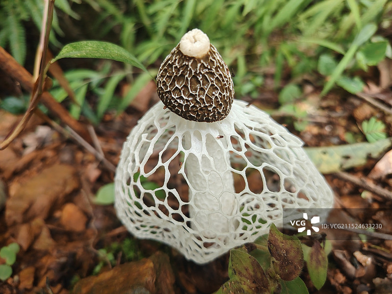 野生的竹荪野外生长的竹荪图片素材