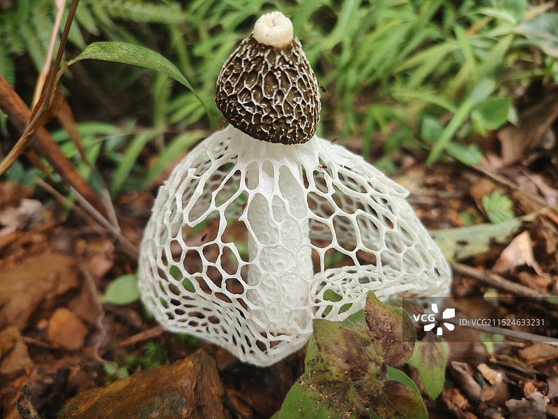 野生的竹荪野外生长的竹荪图片素材