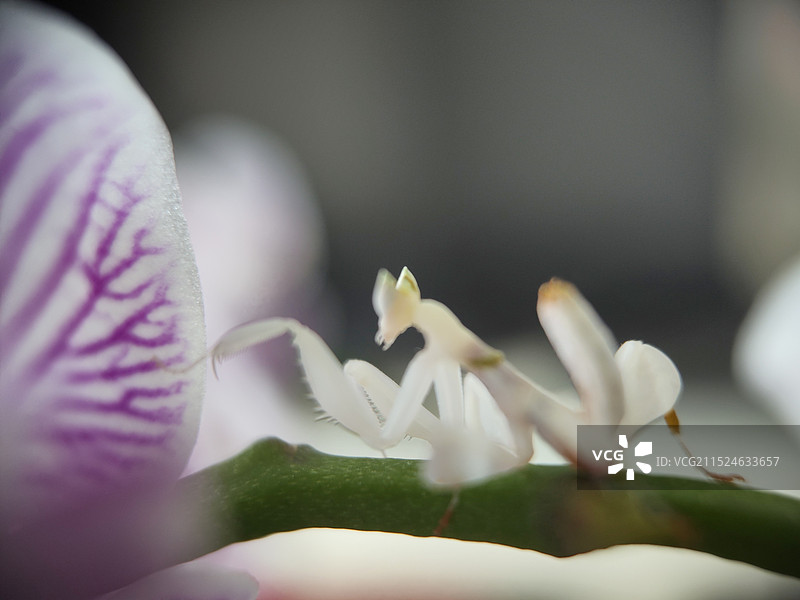 兰花螳螂图片素材