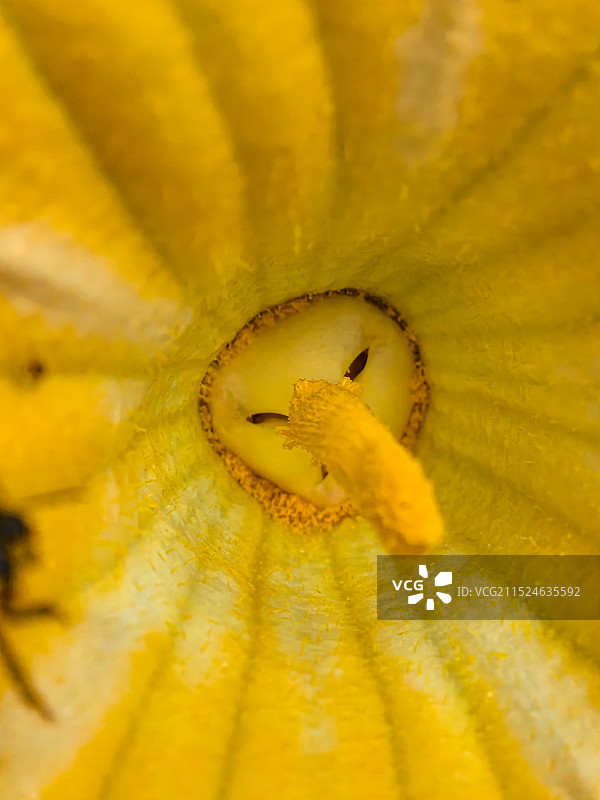 匹诺曹的长鼻子-南瓜花蕊全帧拍摄图片素材