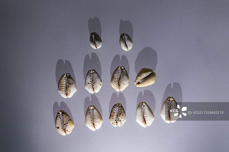 河北博物院 春秋战国 贝币图片素材