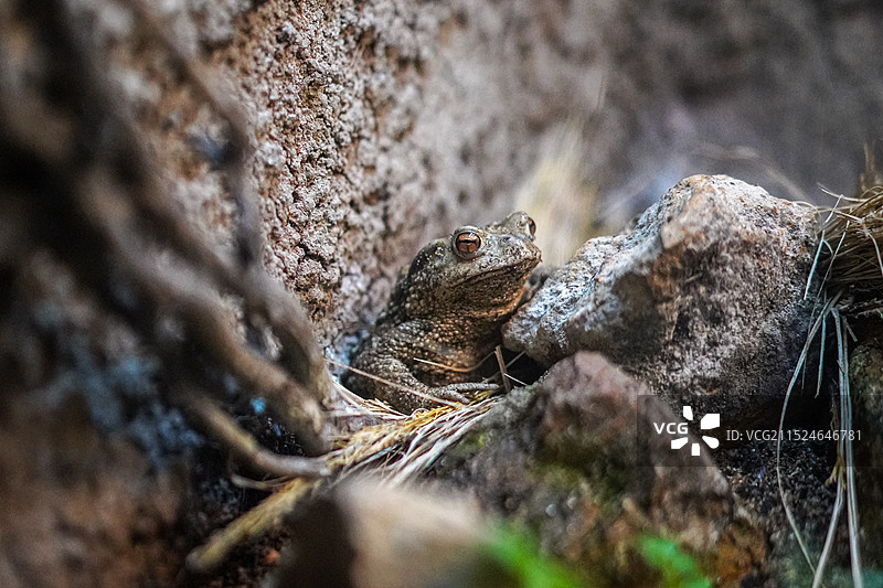一只蟾蜍躲在石头中间图片素材
