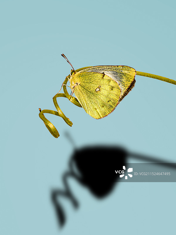黄粉蝶和她的影子图片素材