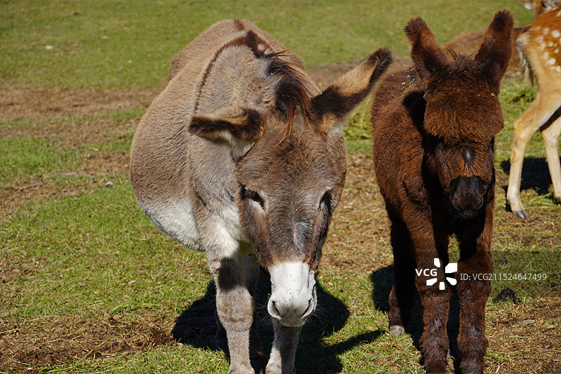 驴图片素材