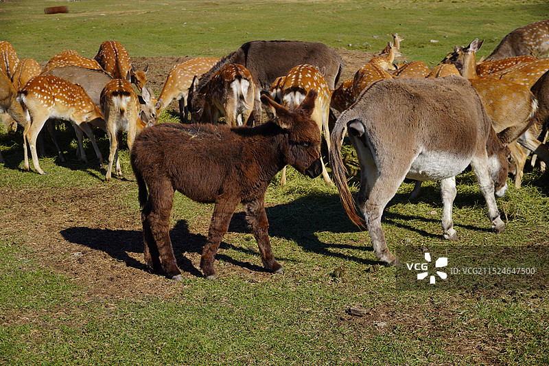 驴图片素材
