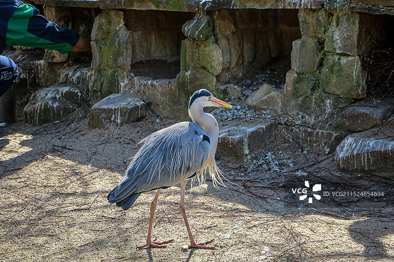 苍鹭特写图片素材