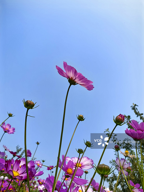 九月的格桑花图片素材