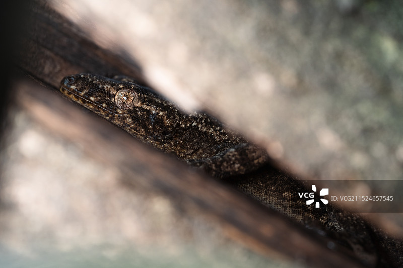 夹缝中生存图片素材