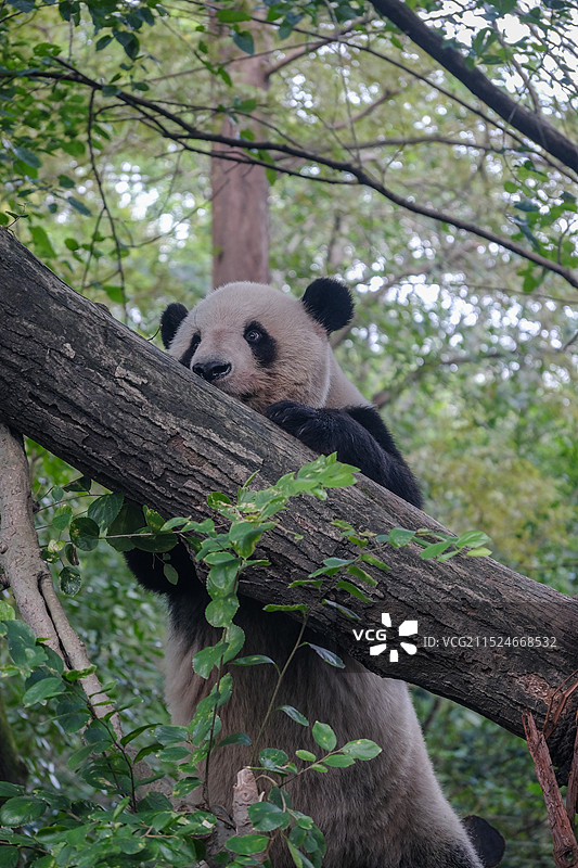 大熊猫星光图片素材