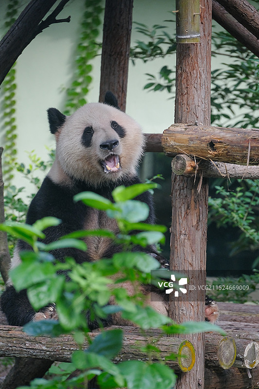开心吃饭的大熊猫图片素材