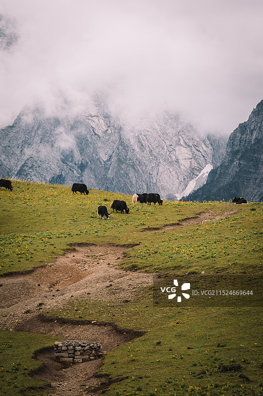 云南玉龙雪山的牦牛坪图片素材