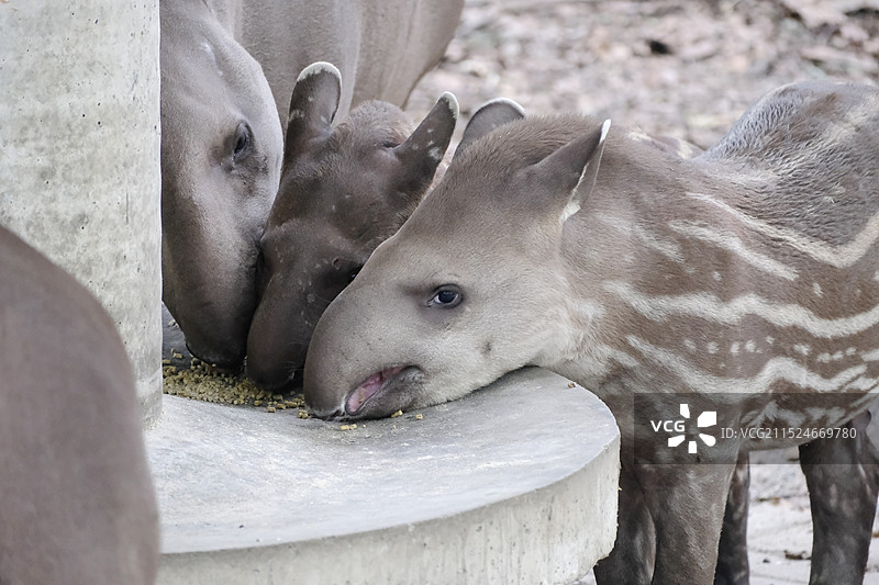 南美貘母子图片素材