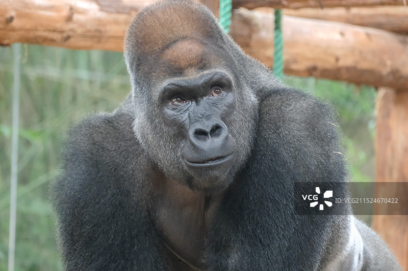 大猩猩海贝图片素材