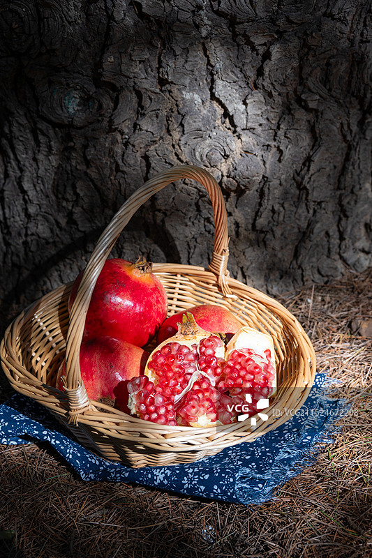 松树旁铺满松针落叶的地上剥开的石榴果篮特写图片素材