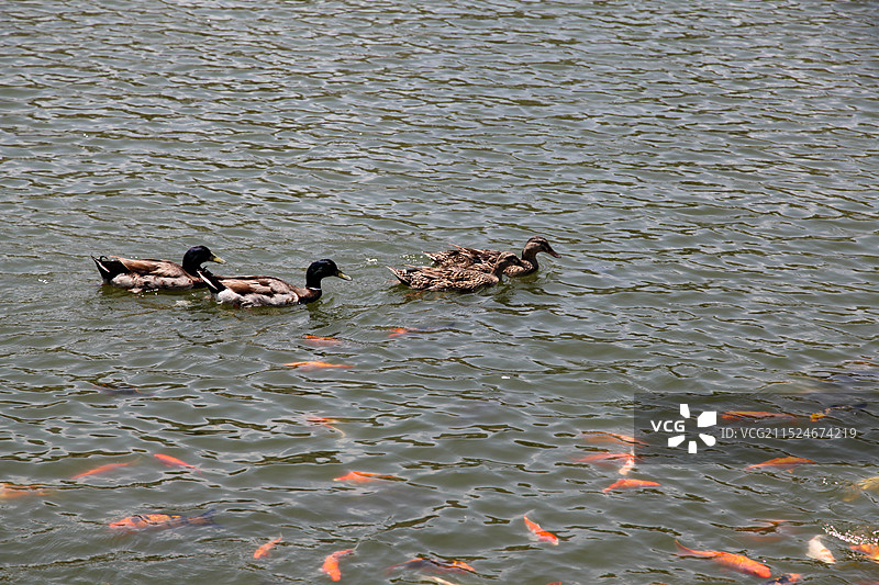 海南三亚南山寺图片素材