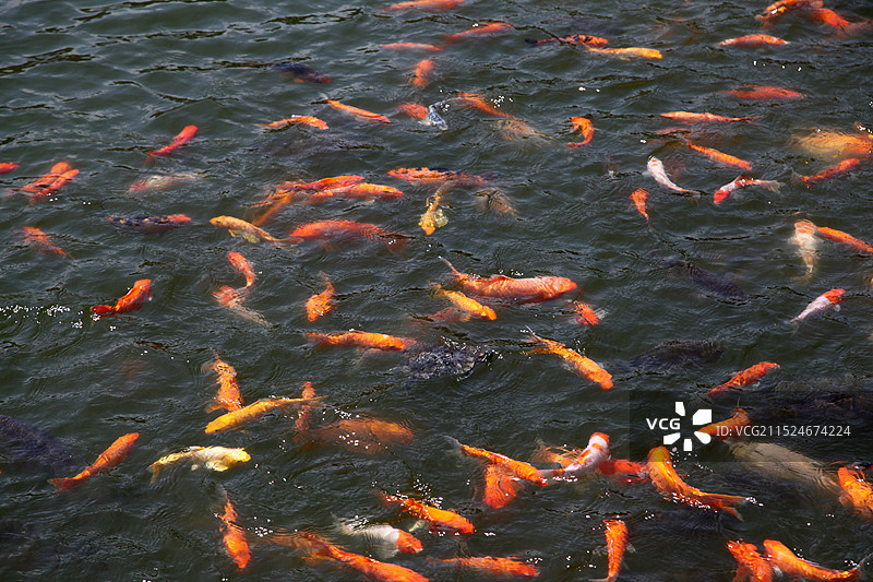 海南三亚南山寺图片素材