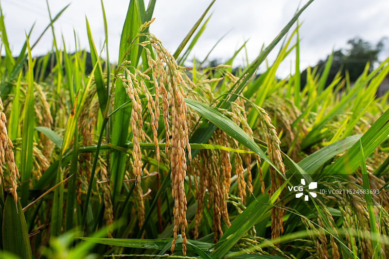 丰收的季节稻田里一颗颗饱满且成熟的稻谷图片素材