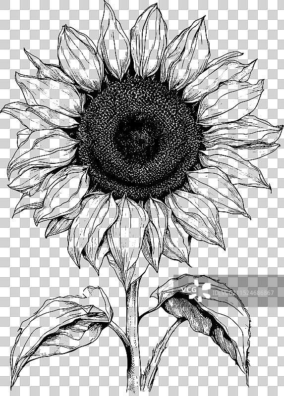 黑色向日葵花卉合集素描图片素材