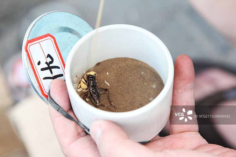 小贩在用竹签挑动在瓷罐里的小蟋蟀图片素材