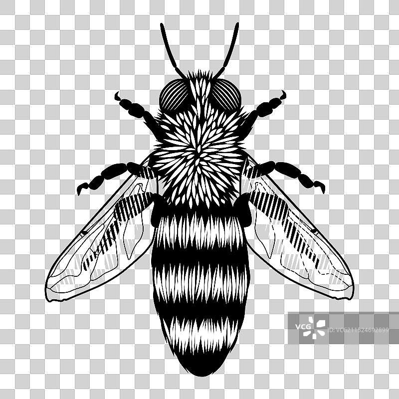 蜜蜂复古黑白雕刻画图片素材