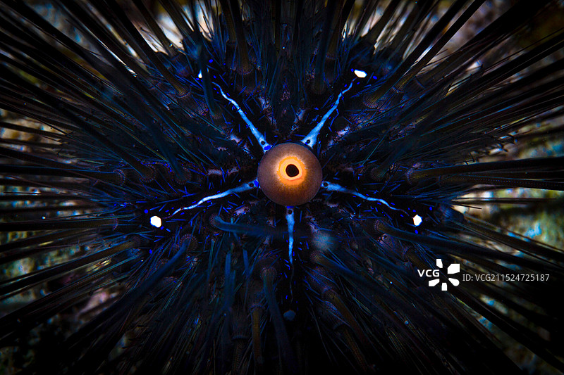 菲律宾杜马盖地-潜水和海底生物图片素材