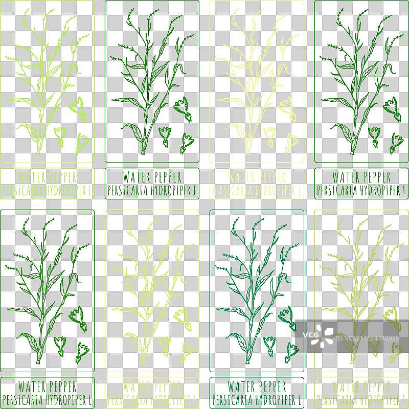 各种颜色的水胡椒绘图图片素材