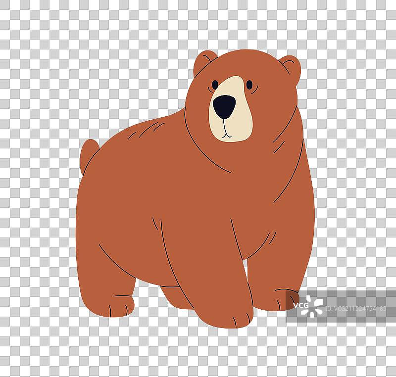 可爱的棕熊幼崽在森林中行走图片素材