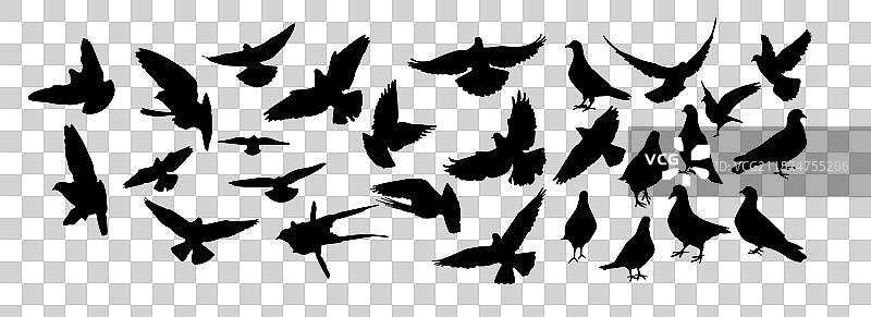 手绘鸽子剪影合集（非AI生成）图片素材