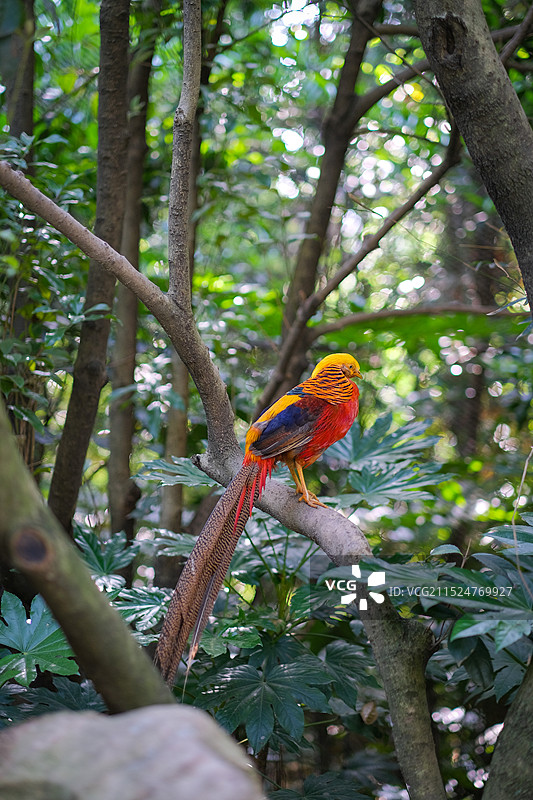 上海动物园红腹锦鸡栖息在树枝上的特写镜头图片素材