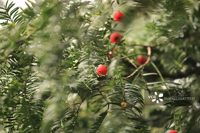 红豆杉和果实图片素材