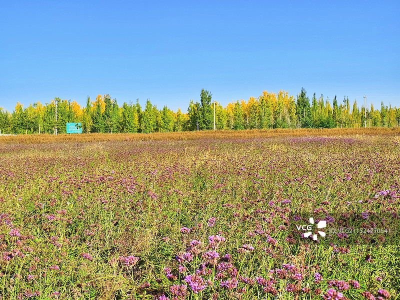 宁夏中卫市腾格里金沙岛图片素材